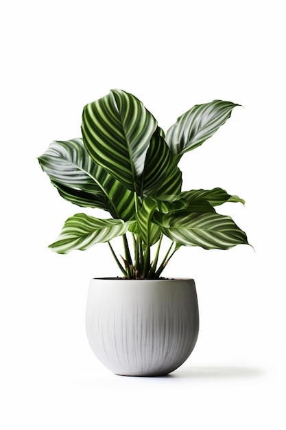 There is a plant that is in a white pot generative ai