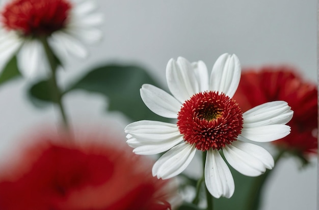 There is a red and white background with a red and white flower