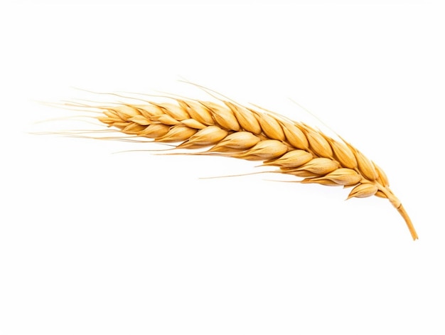 Photo there is a single stalk of wheat on a white background generative ai