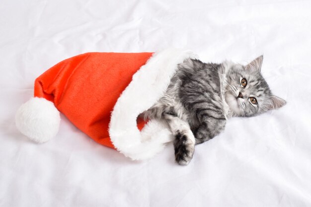 There is a striped gray cat in Santa's hat.