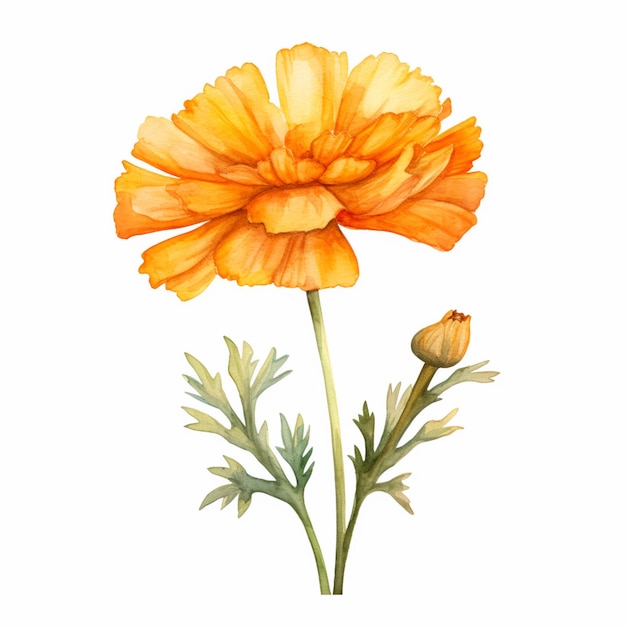 there is a watercolor painting of a flower on a white background generative ai