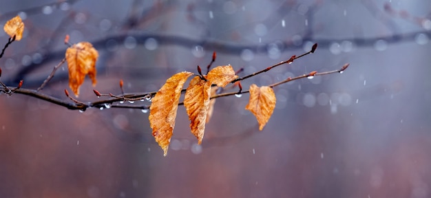 Photo there is wet snow in the forest. tree branch with withered leaves in the autumn forest during the snowfall