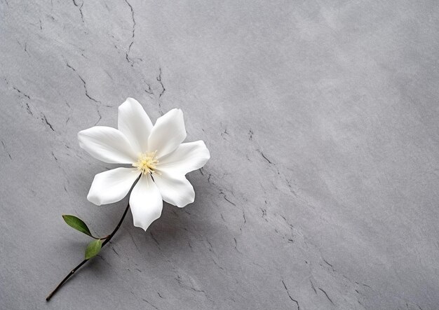 Foto c'è un fiore bianco su un gambo su una superficie grigia generativa ai