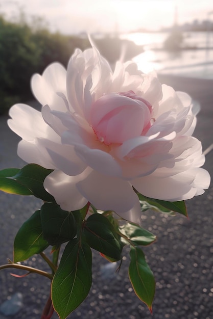 there is a white rose that is on the side of the road generative ai