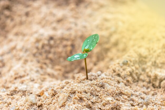 写真 砂の上に草があった。