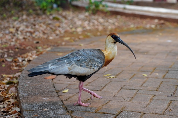 Theristicus caudatus Buffnecked ibis is a fairly large ibis found widely in South America