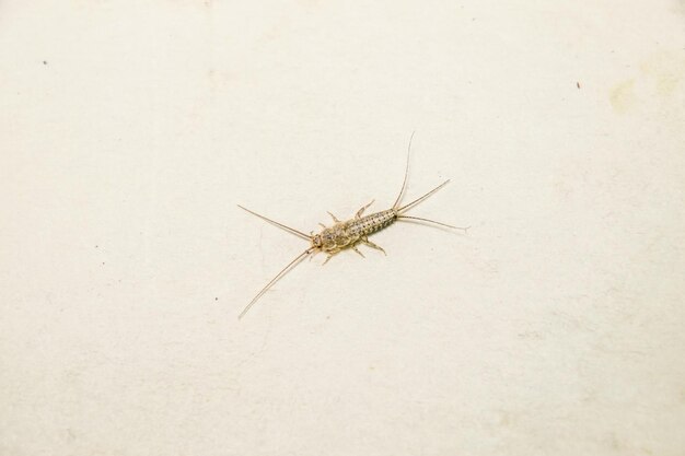 Photo thermobia pest books and newspapers insect feeding on paper silverfish thermobia