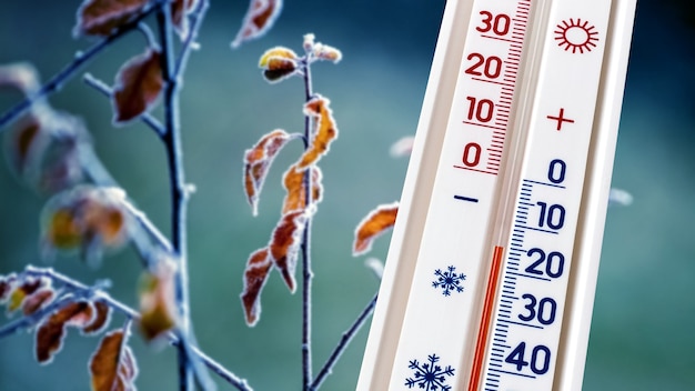 The thermometer on a background of frost-covered dry leaves on a tree shows 15 degrees of frost