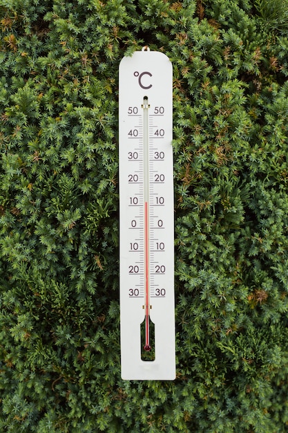 Photo thermometer on green tree shows low temperatures