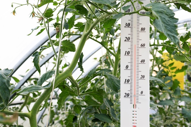 Thermometer in the greenhouse measuring the temperature necessary for growing tomatoes