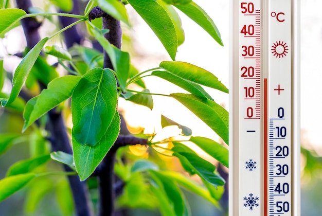 The thermometer on the of the pear leaves shows a temperature of plus 20 degrees