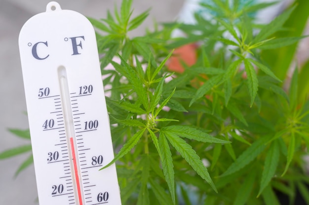 Thermometer toont de temperatuur op cannabisplanten