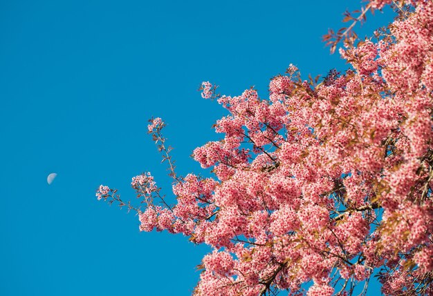 Photo these are wild himalayan cherry blooming in chiang mai, thailand. in chiang mai, thailand.