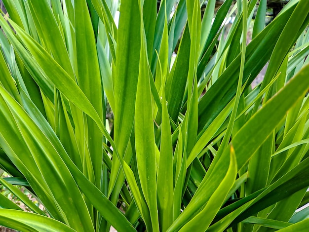 These large clustered bromeliads form narrow leathery rosettes with prickly edges and drooping tips