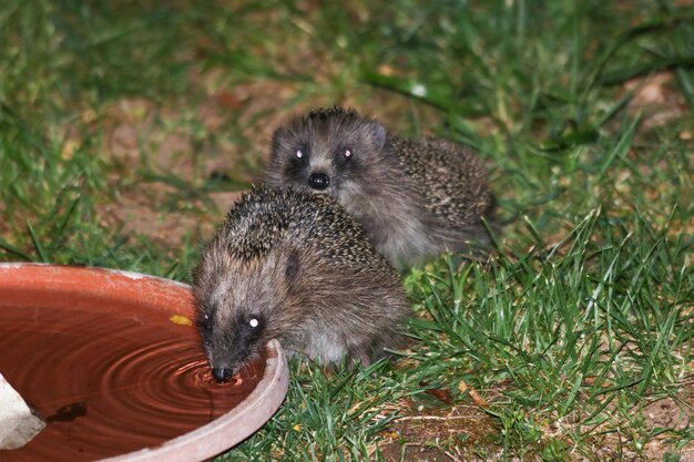 写真 これらの可愛い小さな動物は,毎夏の夜に訪れる私の庭のゲストです.