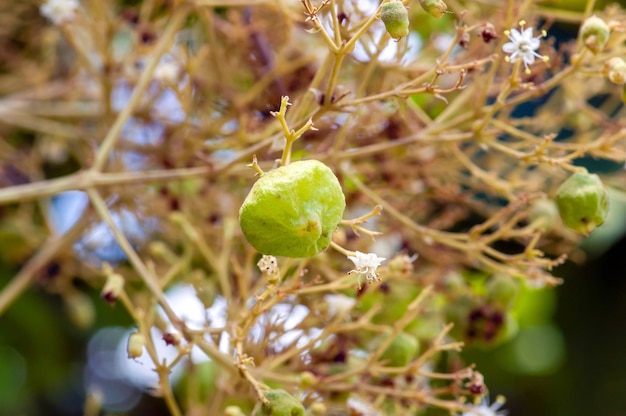 인도네시아 족자카르타의 구눙 키둘(Gunung Kidul)에 있는 티크 씨앗(Tectona grandis)이 가지 끝에 빽빽하게 배열되어 있습니다.