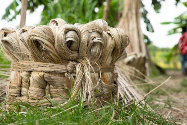 A thick brown  bundle of  raw jute has on the ground