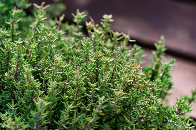 A thick bush of thyme in the garden