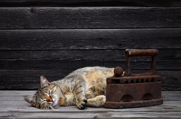 A thick cat is located next to a heavy and rusty old coal iron on a wooden surface