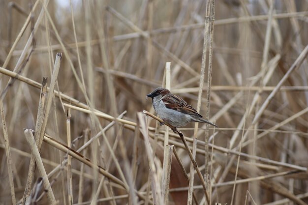 thick fluffy sparrow on the branches of dry reeds