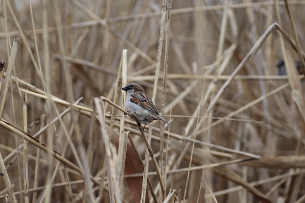 thick fluffy sparrow on the branches of dry reeds