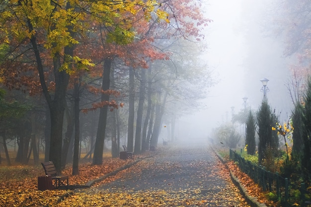 Thick fog in the autumn park, a path in the park.