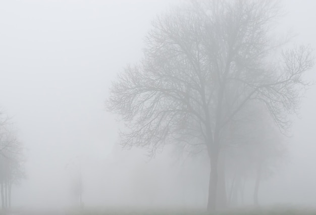 Thick fog in the early morning in the city warning about the danger of movement by car