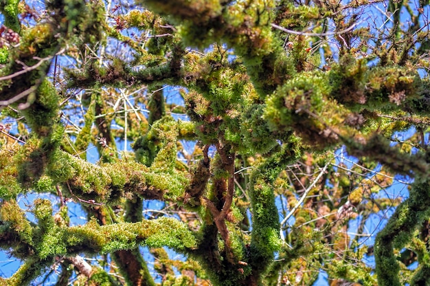 Thick green moss hangs from the branches of boxwood trees