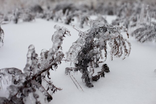 a thick layer of ice covers the grass and bushes cold in winter