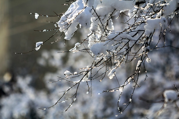 Thick layer of snow on tree branches