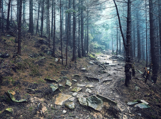 Thick morning fog in the summer forest thick morning fog in the forest at pond Morning landscape in summer thick fog dense fog in the morning early morning forest hiding in the fog