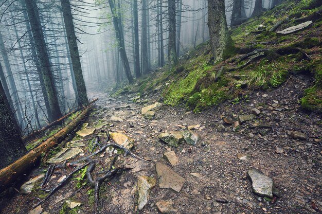 Thick morning fog in the summer forest thick morning fog in the\
forest at pond morning landscape in summer thick fog dense fog in\
the morning early morning forest hiding in the fog