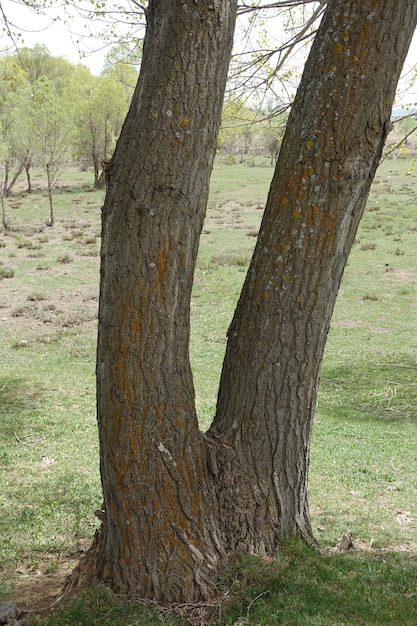 大陸性気候の太いポプラの木