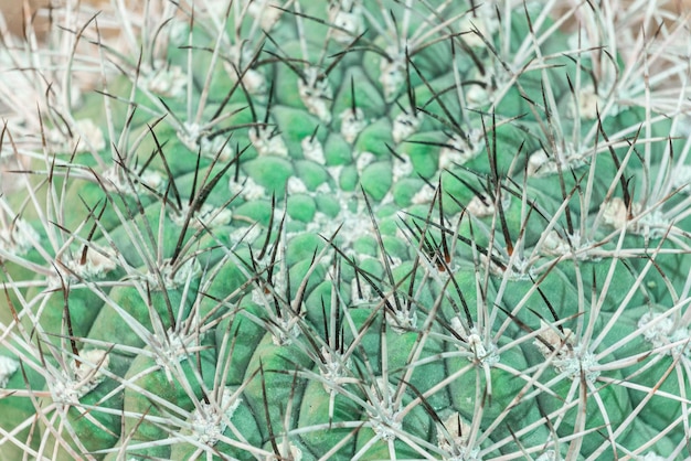 Thick sharp cactus thorns