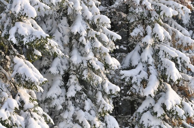 Thick tall fluffy snowy fir trees grow among the winter forest in the hills of a ski resort in the forest