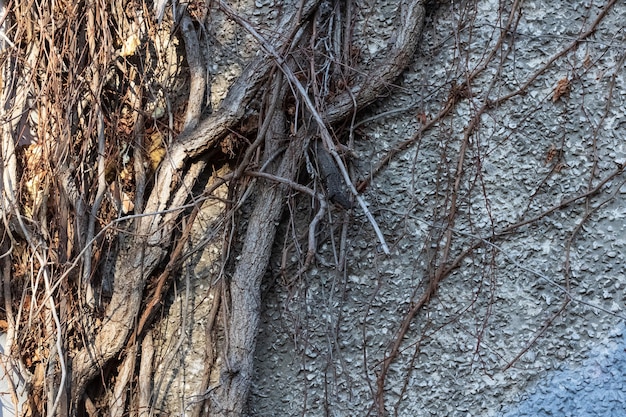 Thick tree roots growing on building wall