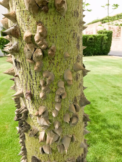 The thick trunk of a green natural natural terrifying dangerous wood chorizion with sharp spiny