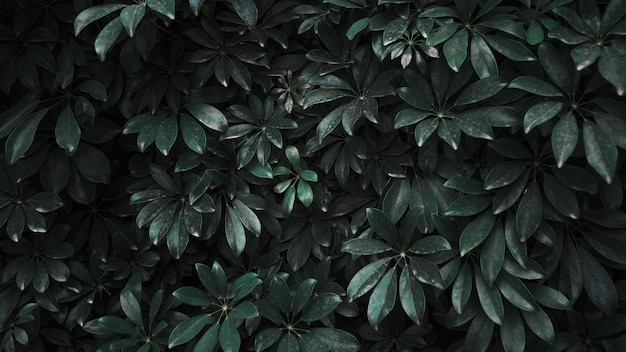 Thicket of dark plant