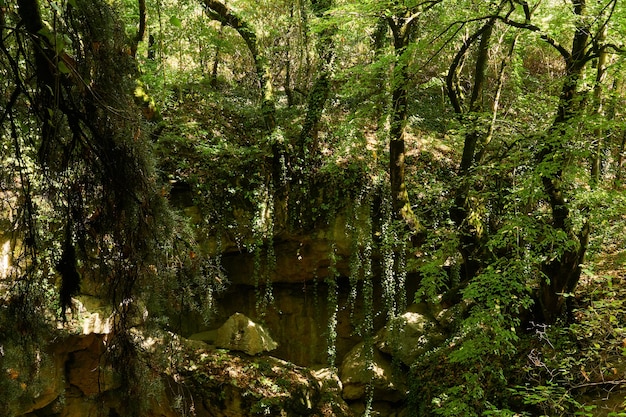 Thicket of dense rainforest growing at the edge of a rocky ravine on a sunny day