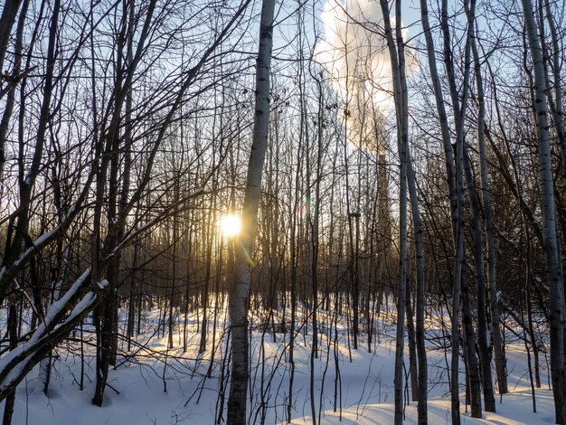 Thicket of the forest at sunset A lot of trees