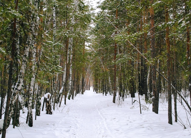 눈 아래 혼합 겨울 숲의 덤불
