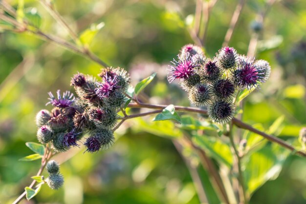 Thickets of big burdock Big Burdock