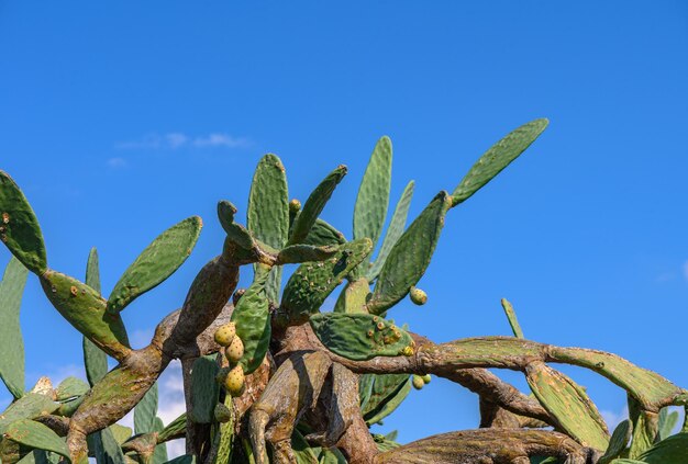 Thickets of cacti against the blue sky 4