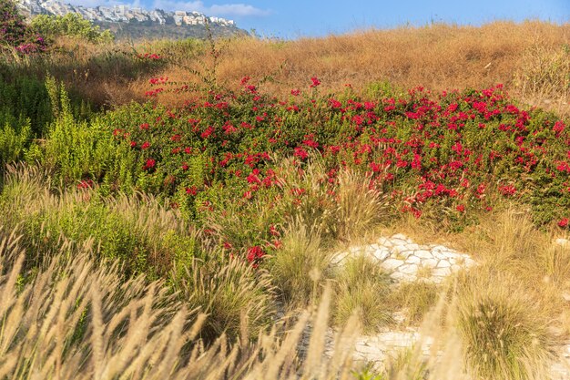 Thickets of cereals bougainvillea and olive trees in a park near a road in Israel