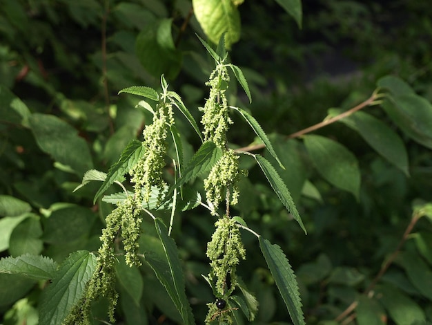 Thickets of dioecious nettle with green leaves