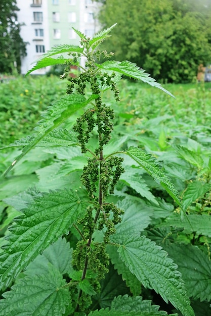 Thickets of dioecious nettle with green leaves