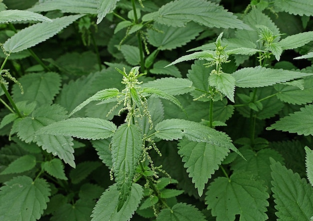 Thickets of dioecious nettle with green leaves