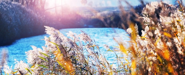 Thickets of dry reeds by the river on a sunny day