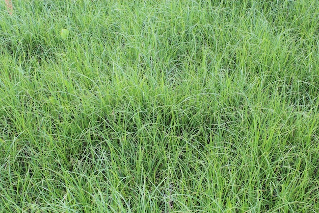 Thickets of high green grass in the field