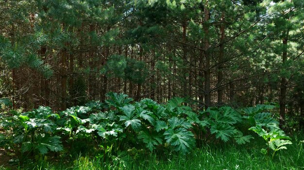 Thickets of hogweed in the forest.